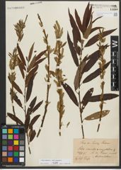 Foto von Salix triandra L. x Salix viminalis L.